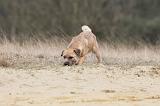 BORDER TERRIER 014